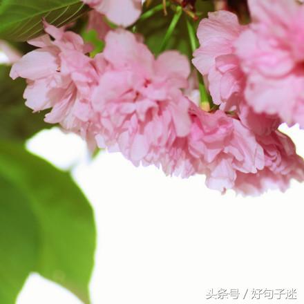 文艺小清新唯美的短句，句句走心，拿去发朋友圈图片