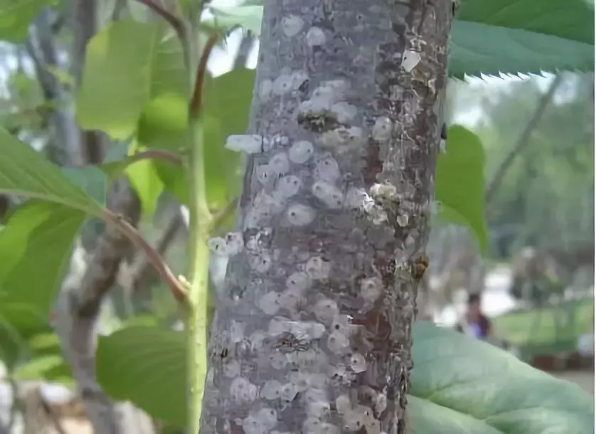 苗木病虫害:园林植物常见病虫害“蚧壳虫”的症状及防治方法-第3张图片-农百科 苗木病虫害:园林植物常见病虫害“蚧壳虫”的症状及防治方法-第3张图片-农百科
