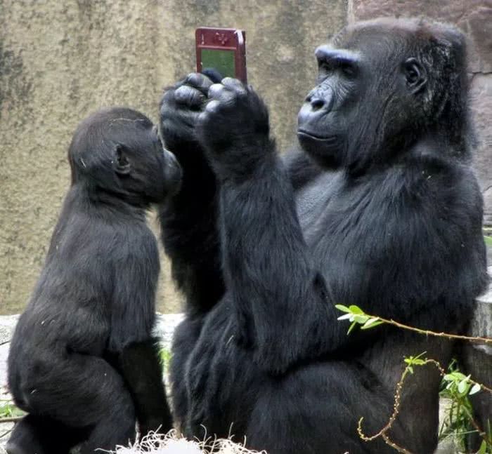 你有没有发现，近些年手机碎屏率越来越低了？这都归功于大猩猩！