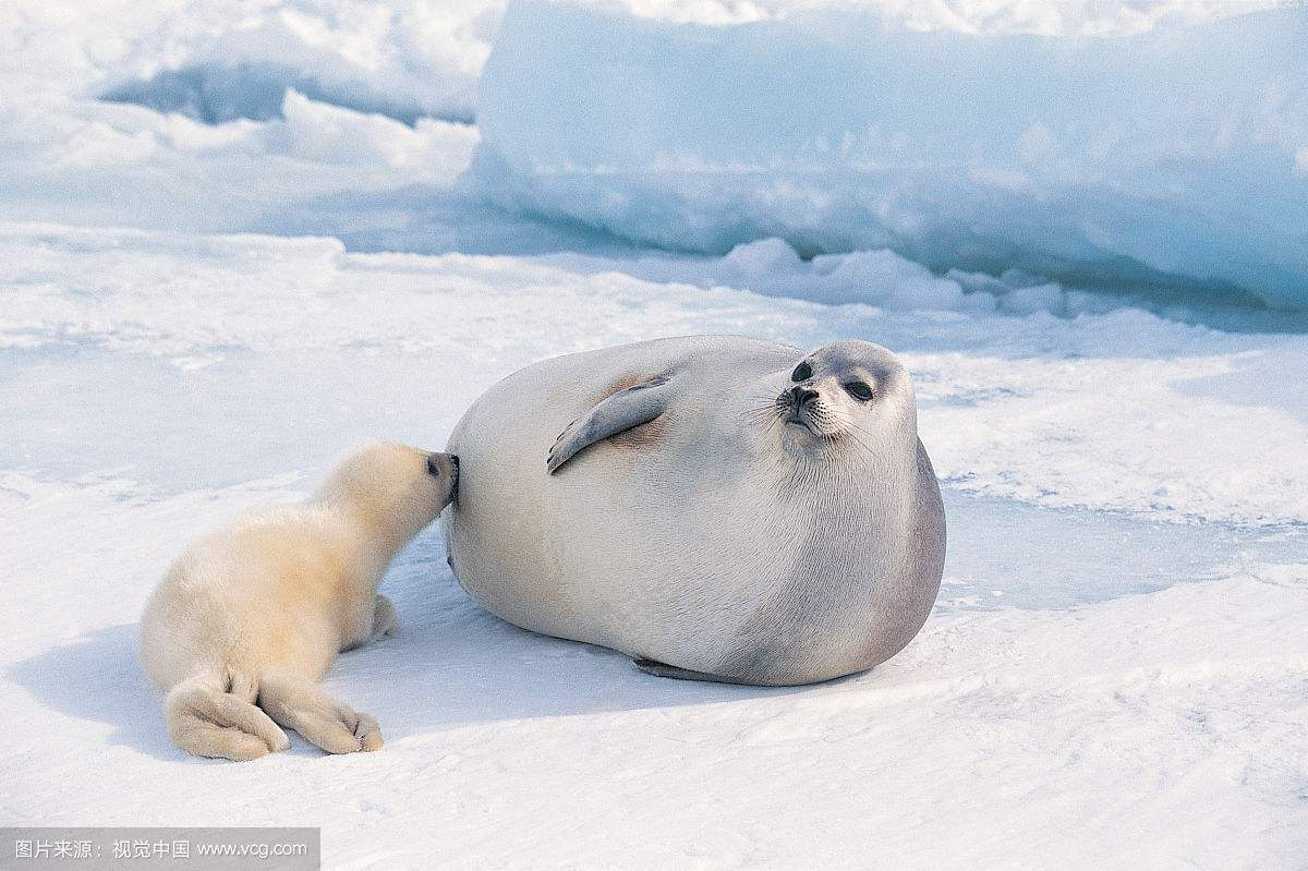 动物趣闻：小海豹的长肉生活-第2张图片-大千世界