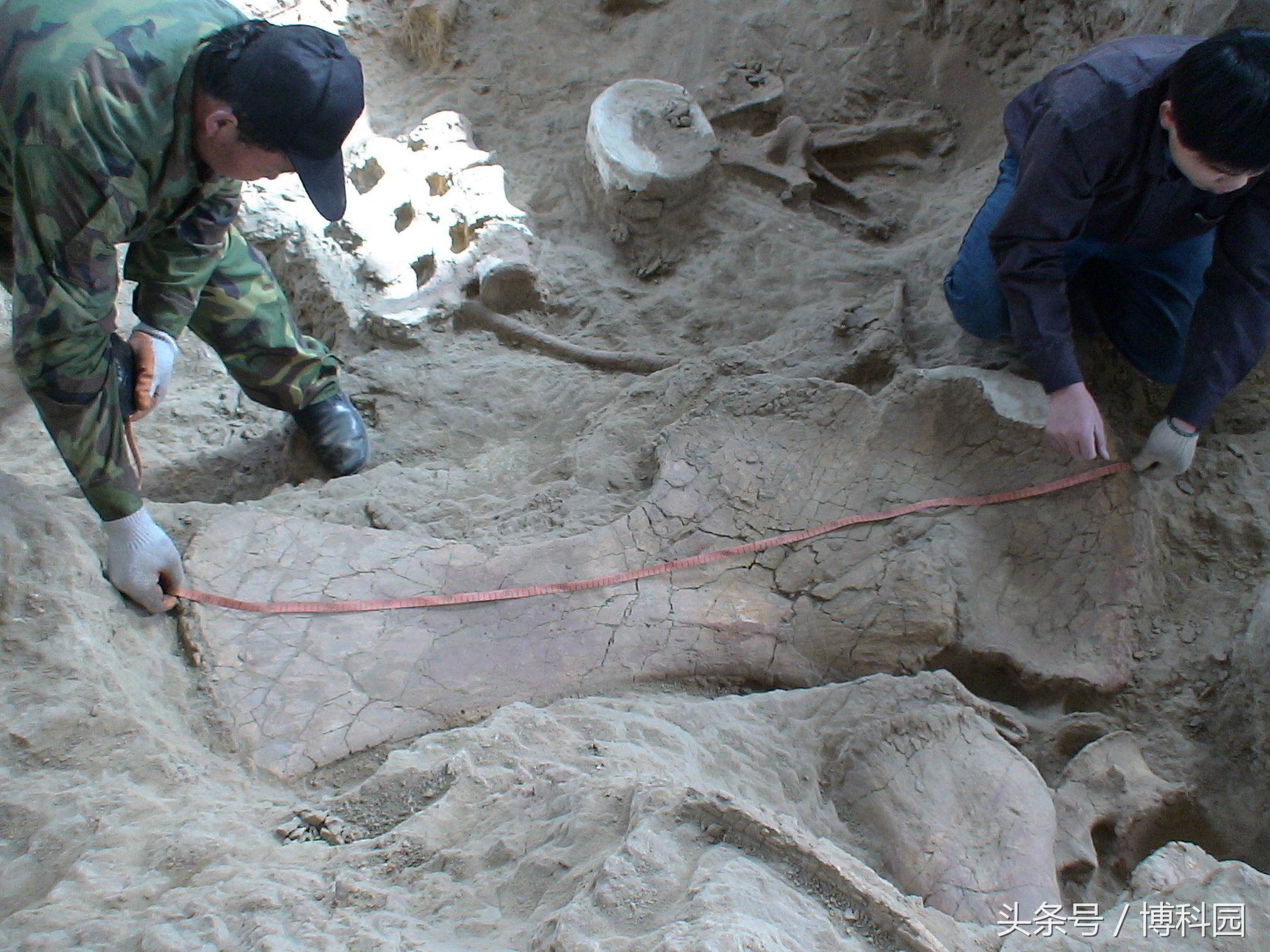 中国出土的“神奇龙”可以追溯到亚洲最早蜥脚类动物