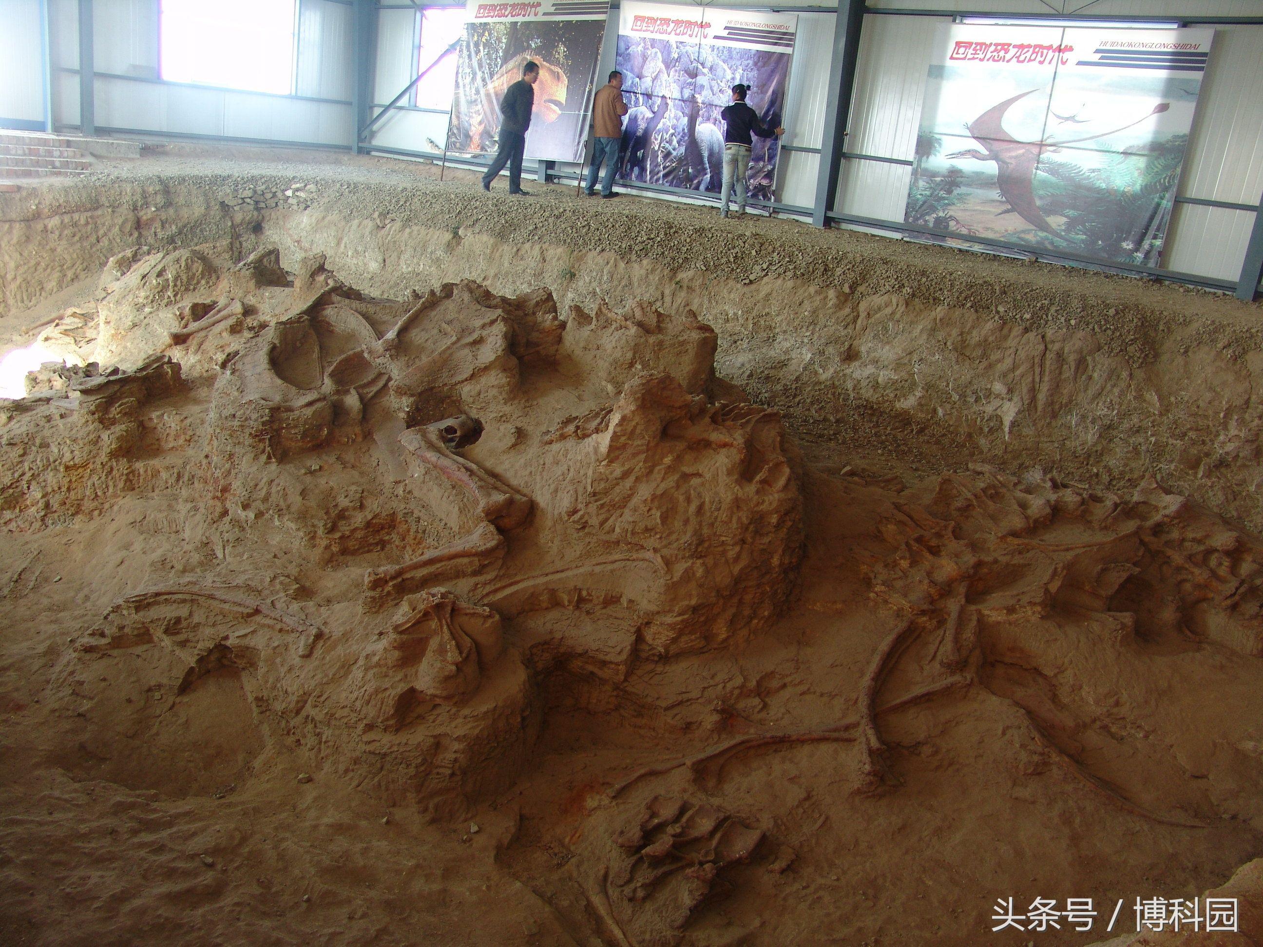 中国出土的“神奇龙”可以追溯到亚洲最早蜥脚类动物