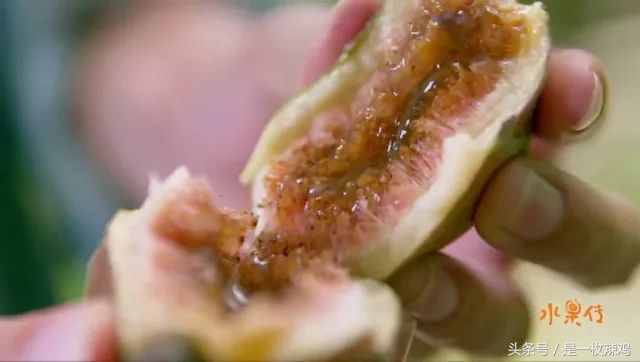 《水果传》——跟着水果去旅行