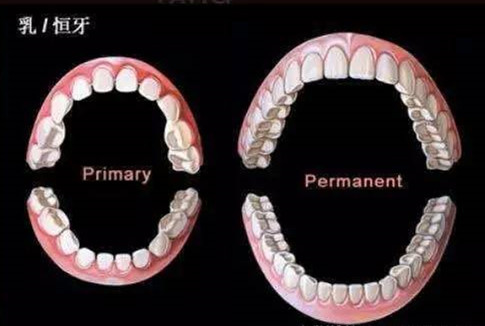 学会区分乳牙和恒牙，千万别拔错恒牙