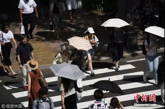 哭了！北极圈罕见32℃高温，北极熊或在40年内迎来灭绝