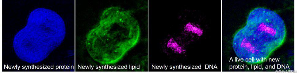 科学家最新绘制出活细胞内部运作原理