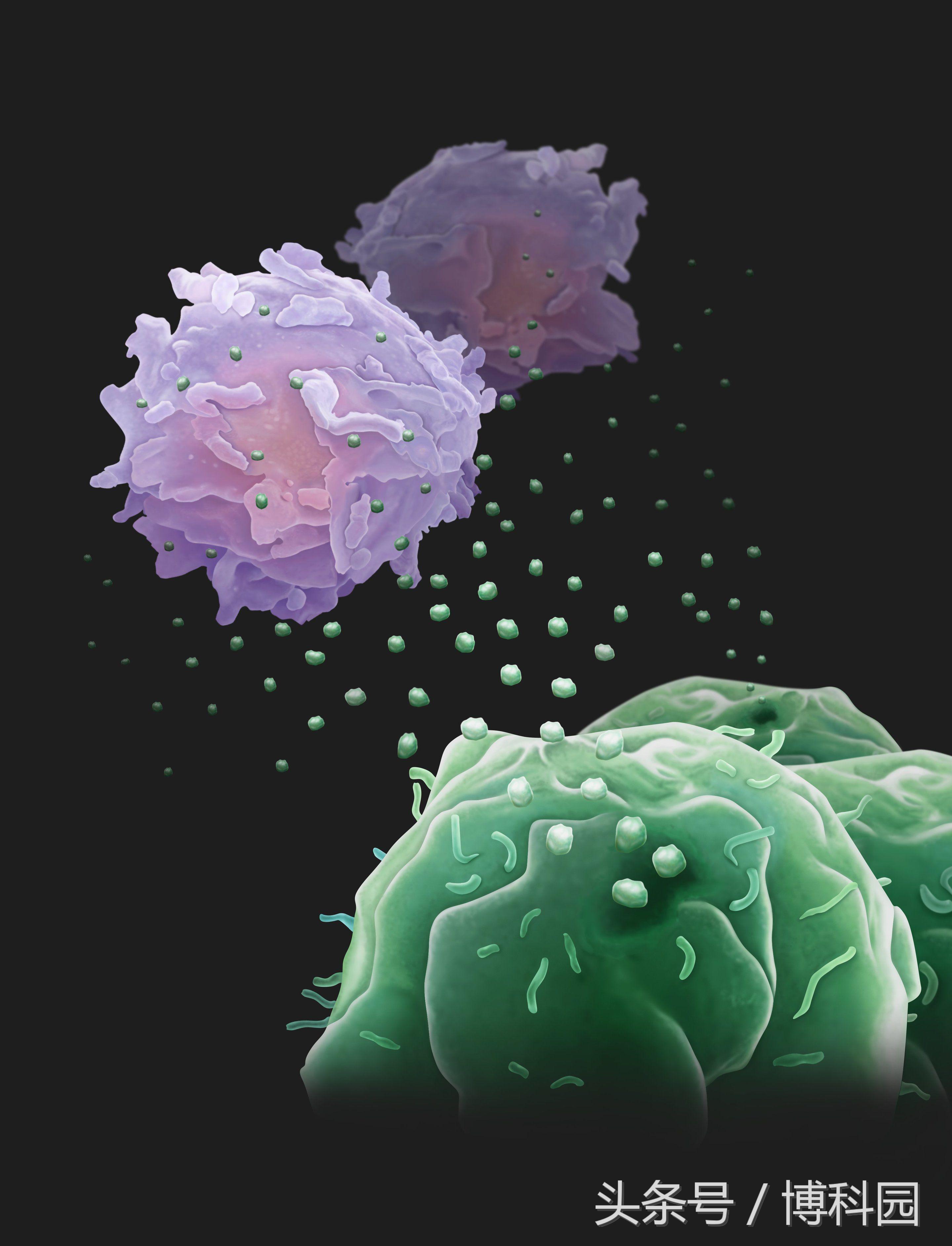 癌细胞会从远处发射“无人机”来对抗免疫系统