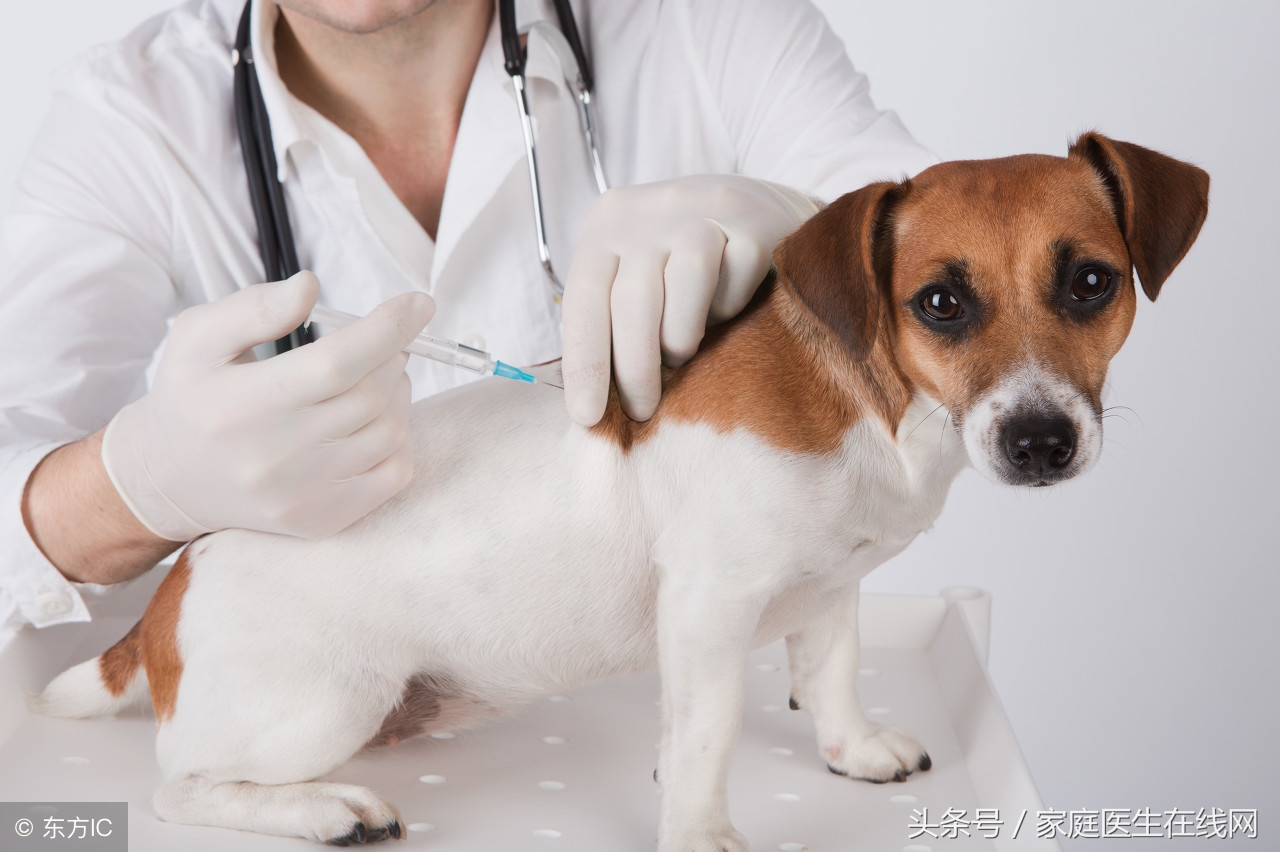 狂犬病致死率100%！感染了狂犬病，可能会有这4个表现
