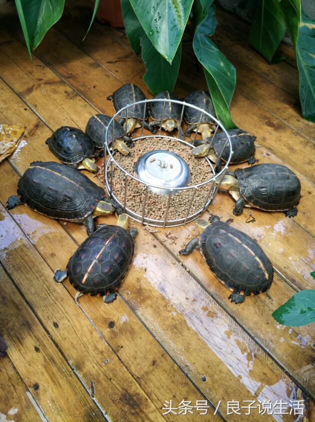 乌龟怎么喂食龟粮免费分享乌龟喂食龟粮的方法