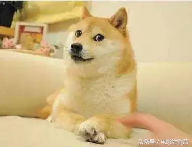 这部电影告诉你,世界上第一条狗是怎么诞生的?