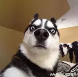 这部电影告诉你,世界上第一条狗是怎么诞生的?
