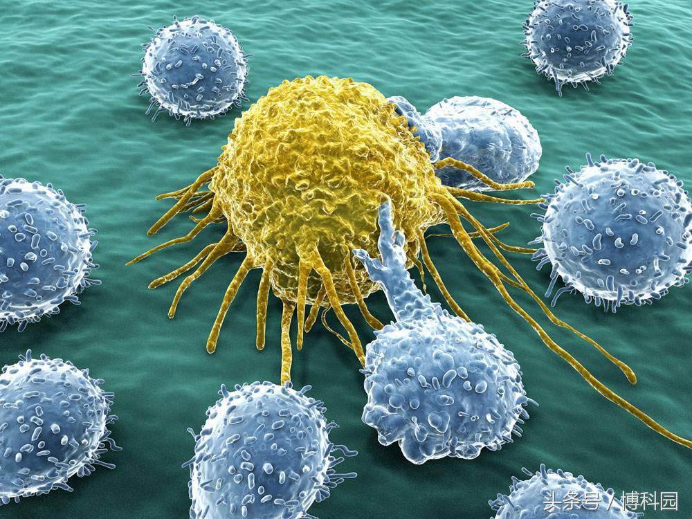首次研究巨型癌细胞，能带来突破性的治疗？