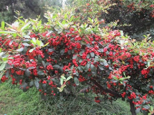 能招财进宝的“富贵树”上长满了红彤彤的果子，口感与苹果相似