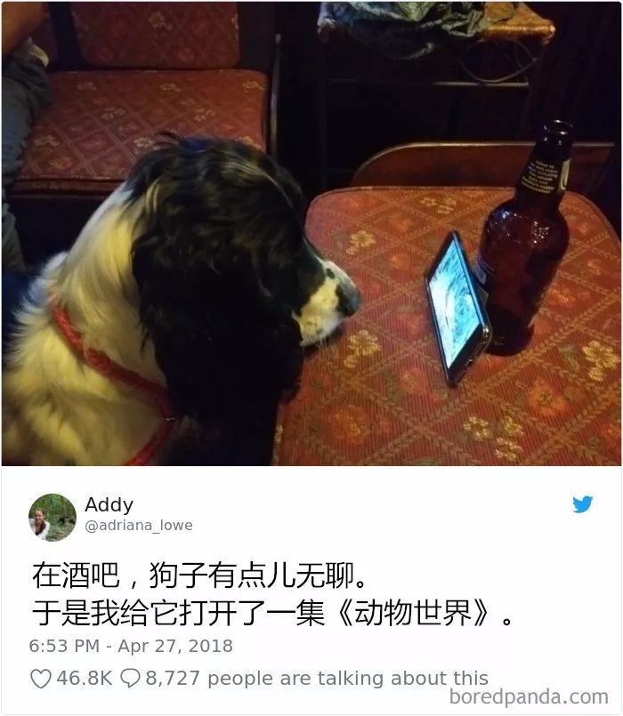 22張搞笑狗狗照：養狗，是我此生最明智的決定！
