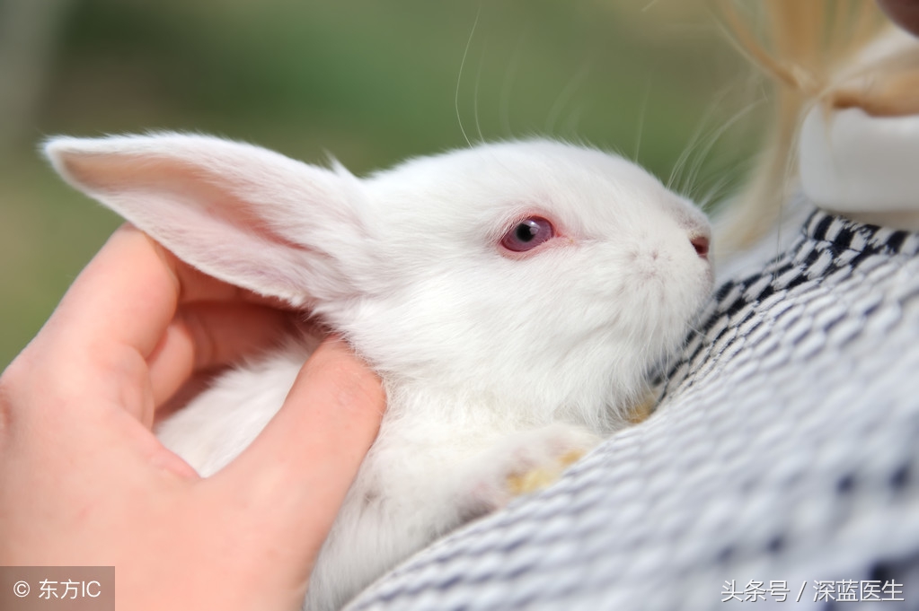 医生家庭的故事:小白兔之死