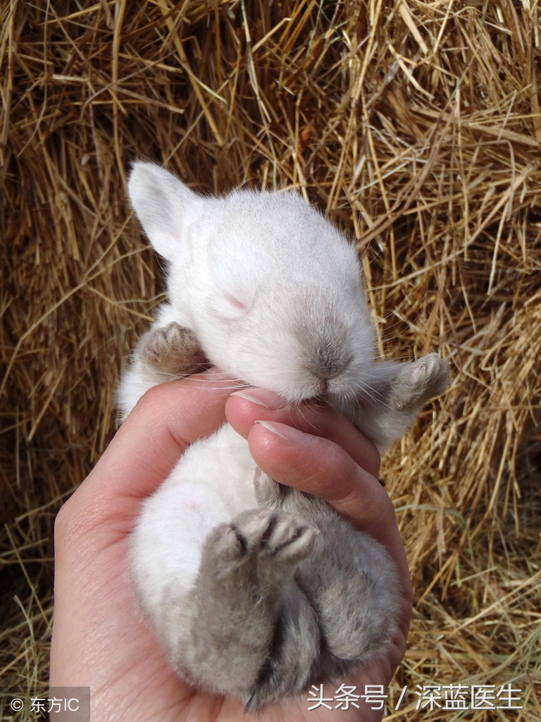医生家庭的故事:小白兔之死