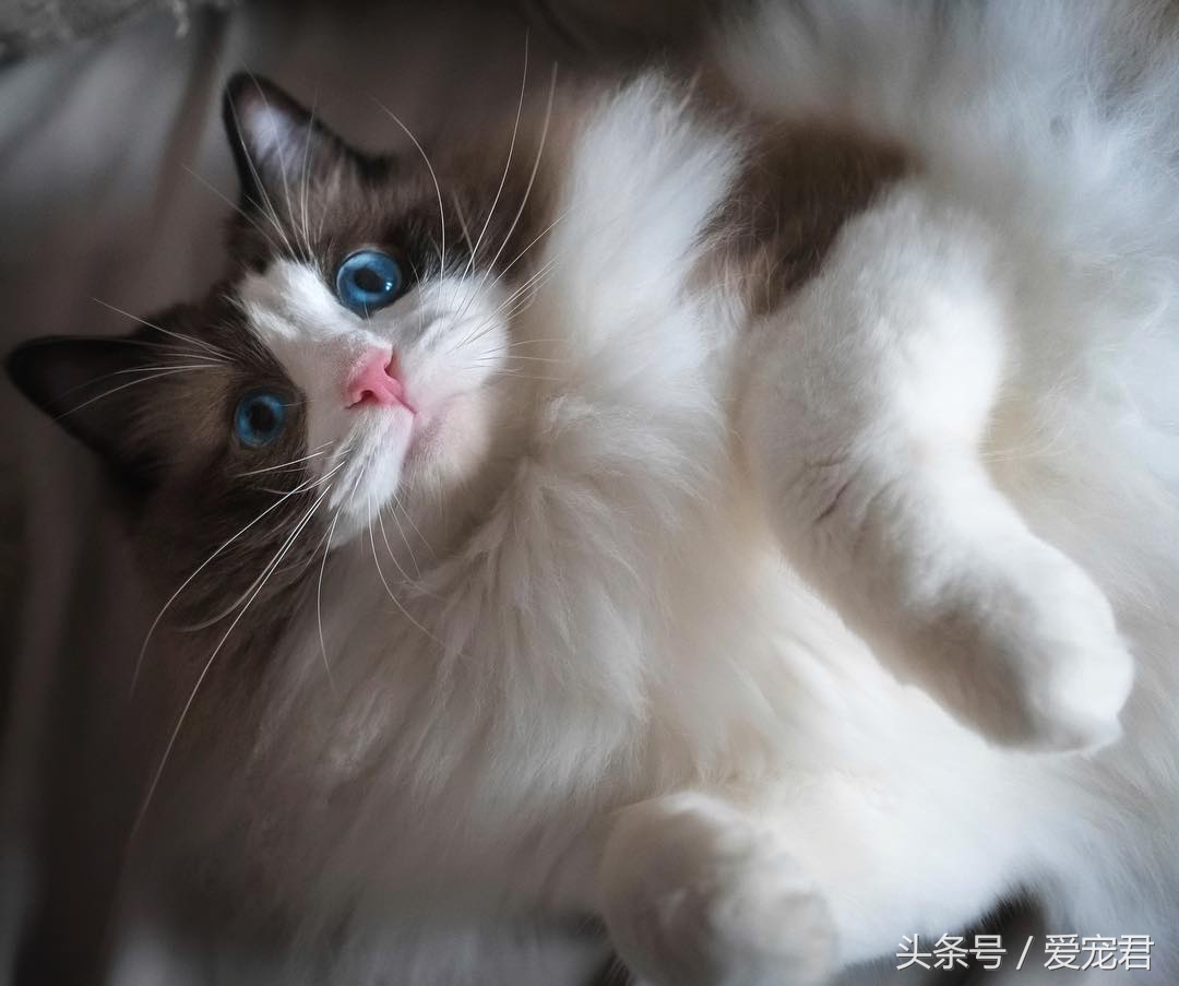 猫咪是液体吗，为何猫咪喜欢把自己，藏在一些不可思议的地方