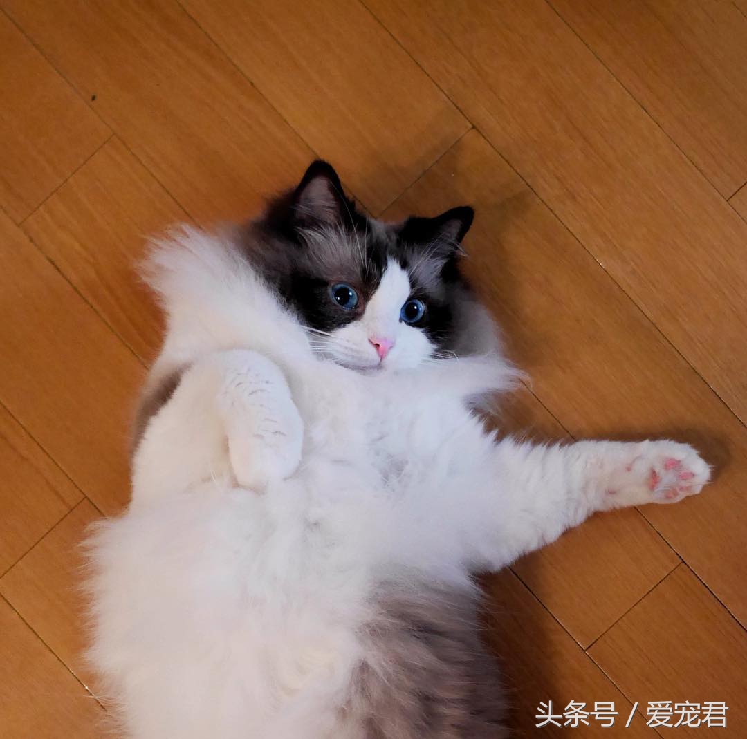猫咪是液体吗，为何猫咪喜欢把自己，藏在一些不可思议的地方