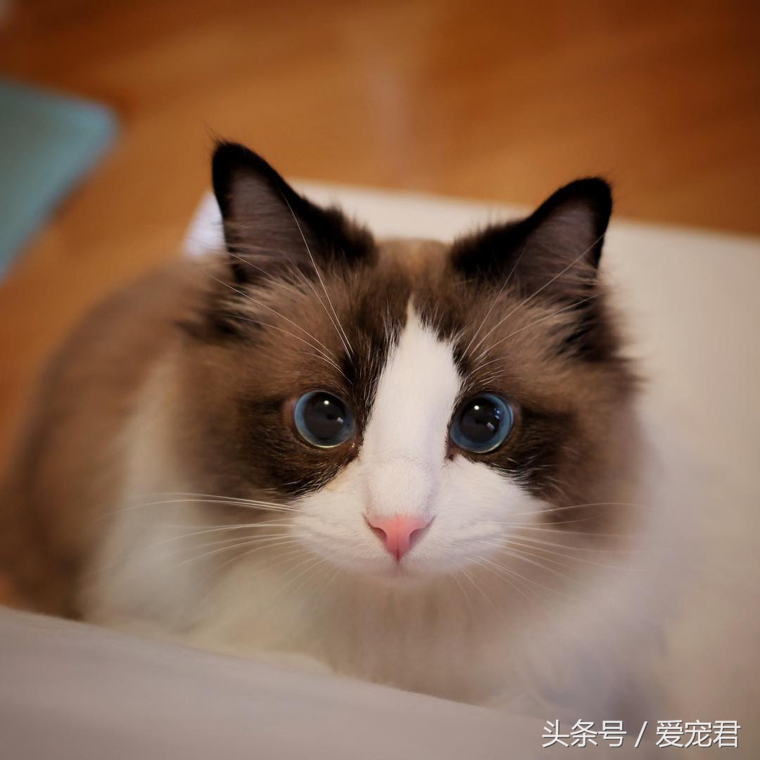 猫咪是液体吗，为何猫咪喜欢把自己，藏在一些不可思议的地方