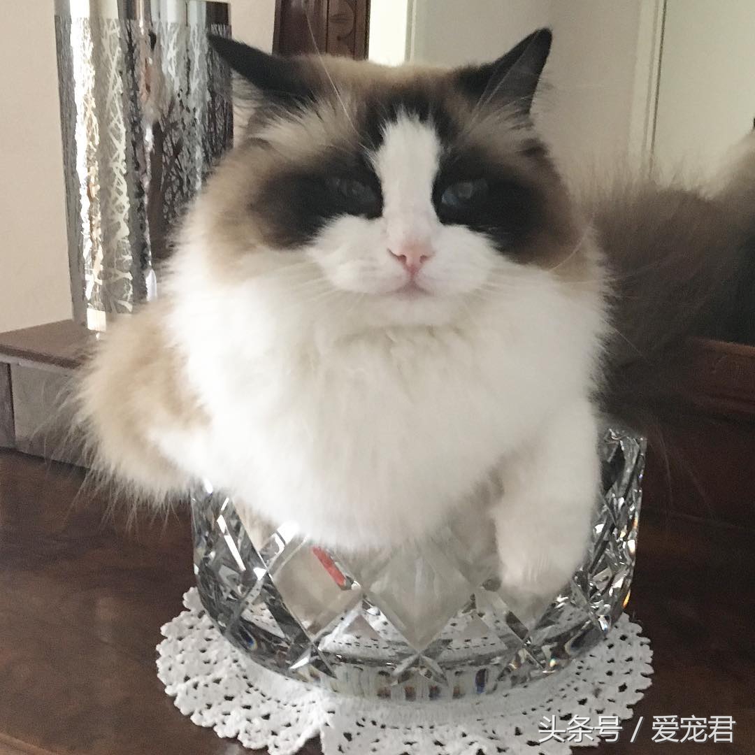 猫咪是液体吗，为何猫咪喜欢把自己，藏在一些不可思议的地方