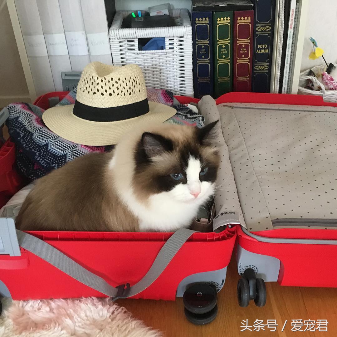 猫咪是液体吗，为何猫咪喜欢把自己，藏在一些不可思议的地方