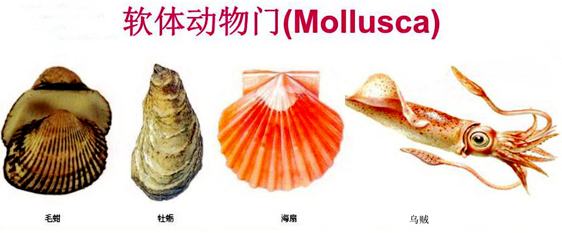 沿海旅行知识1，关于各种贝类的名字、区别、产地、吃法（上）