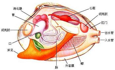 沿海旅行知識(shí)1，關(guān)于各種貝類(lèi)的名字、區(qū)別、產(chǎn)地、吃法（上）