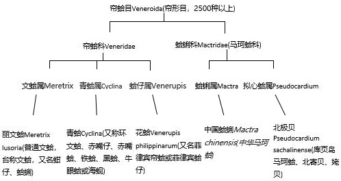 沿海旅行知識(shí)1，關(guān)于各種貝類(lèi)的名字、區(qū)別、產(chǎn)地、吃法（上）