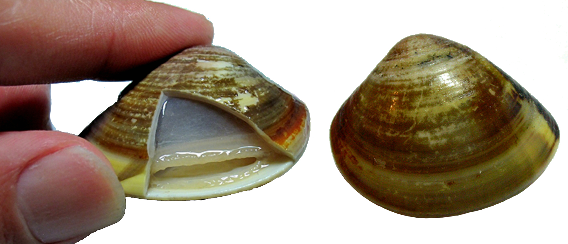 文蛤,学名meretrix lusoria,又名丽文蛤,俗称蛤蜊,花蛤,蚶hān仔,粉蛲