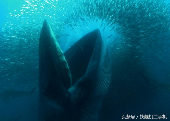 一天5吨食物，一顿200万只磷虾，蓝鲸的胃口究竟有多大？