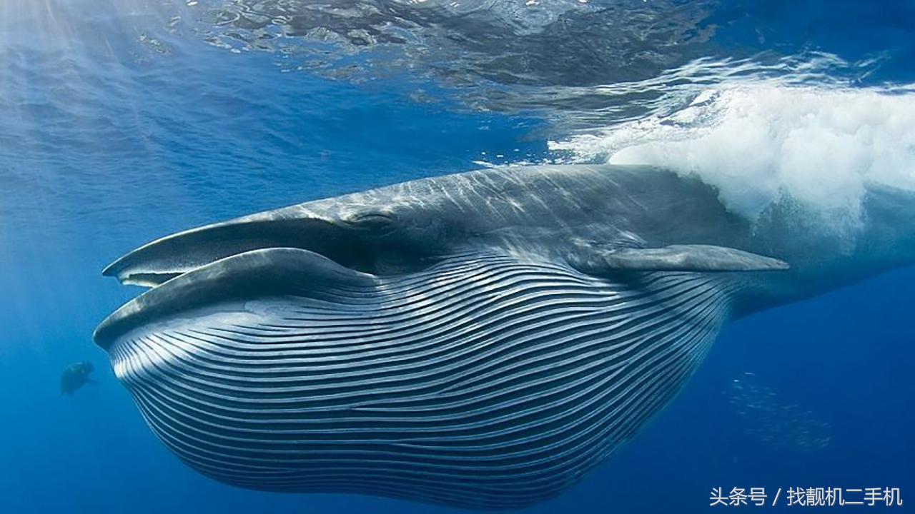 一天5吨食物，一顿200万只磷虾，蓝鲸的胃口究竟有多大？