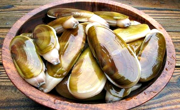 海鲜各种贝类文蛤牡蛎竹蛏毛蚶