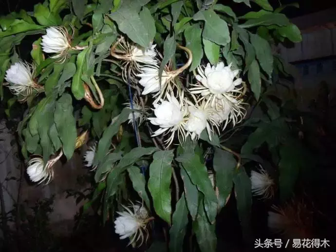 昙花一年可以开6次花,靠不靠谱?