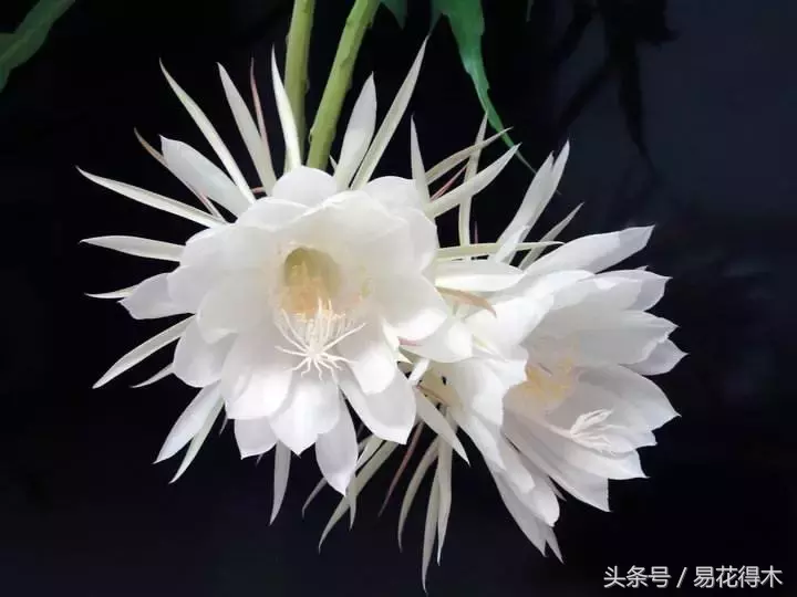 昙花一年可以开6次花,靠不靠谱?