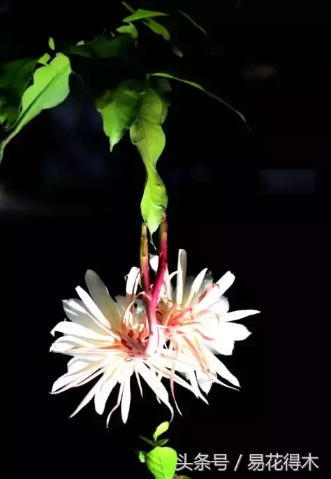 昙花一年可以开6次花,靠不靠谱?