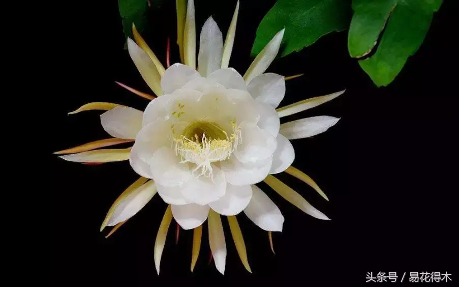 昙花一年可以开6次花,靠不靠谱?