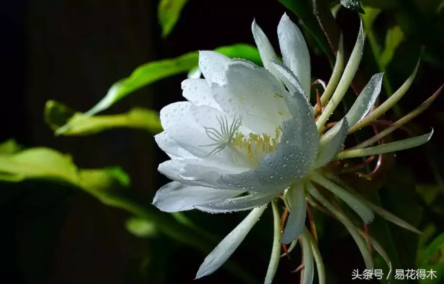 昙花一年可以开6次花,靠不靠谱?