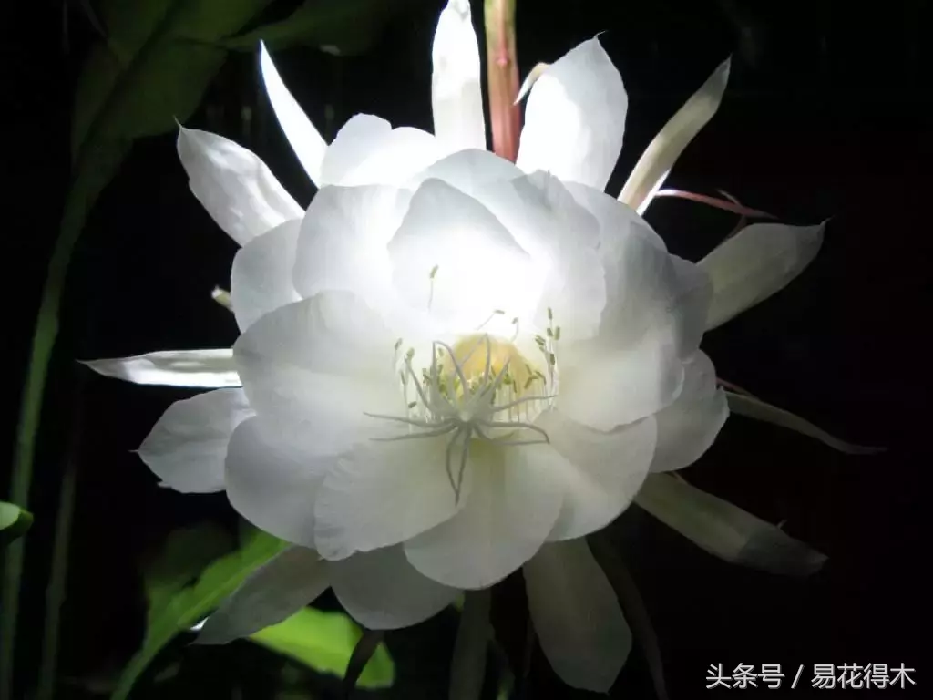 昙花一年可以开6次花,靠不靠谱?