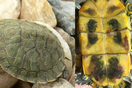 巴西龟的寿命怎么看 你家里那只小可爱几岁啦