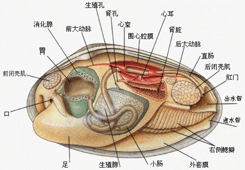 这里参考维基),俗称蚌,翼蚌,水蚌,江贝,劈蚌,河蚌,三角蚌,珍珠蚌等