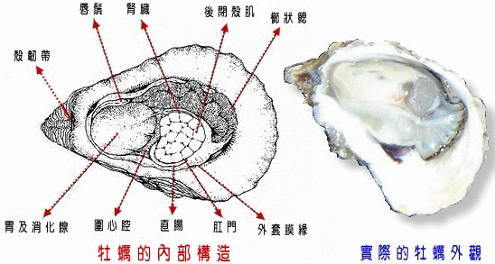 沿海旅行知識(shí)1，關(guān)于各種貝類(lèi)的名字、區(qū)別、產(chǎn)地、吃法（上）