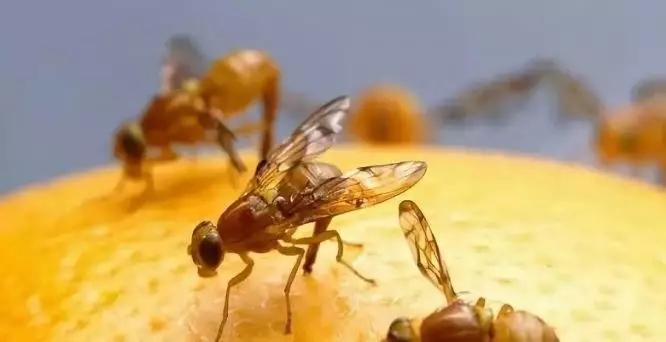 柑橘十大害虫的危害方式、防治方法,这篇