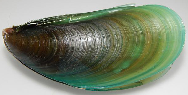 关于各种贝类的名字区别产地吃法下