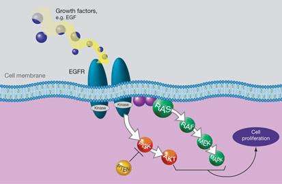 什么是EGFR？与肺癌有何关系？