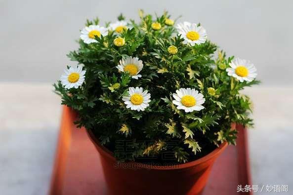 花中的又一位隐士,你又在期盼着什么?-白