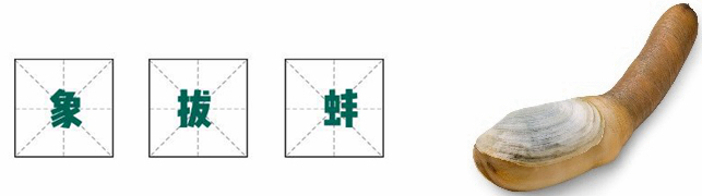 沿海旅行知識1，關(guān)于各種貝類的名字、區(qū)別、產(chǎn)地、吃法（下）