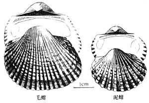 沿海旅行知識1，關(guān)于各種貝類的名字、區(qū)別、產(chǎn)地、吃法（下）