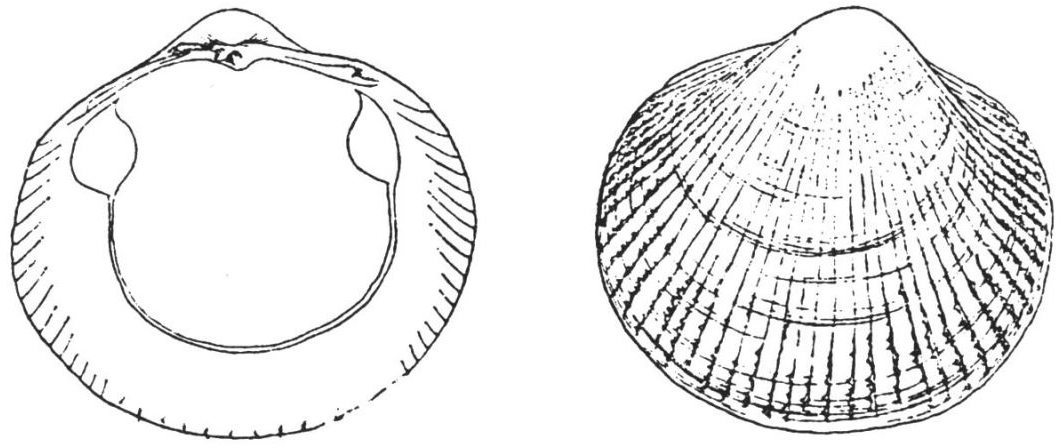 沿海旅行知識(shí)1，關(guān)于各種貝類(lèi)的名字、區(qū)別、產(chǎn)地、吃法（上）