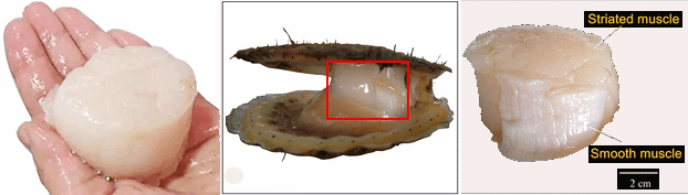 沿海旅行知識1，關(guān)于各種貝類的名字、區(qū)別、產(chǎn)地、吃法（下）