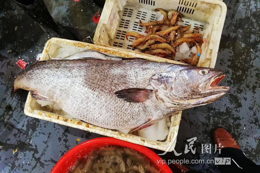 鳘鱼胶多少钱一斤(青岛：特大鳘鱼现身海鲜市场重达35斤多 摊贩要价上万)